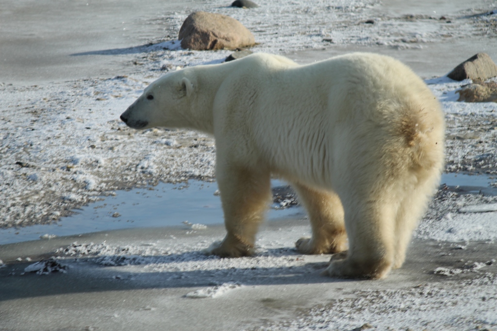 polar bear on tundra